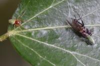 Nigma walckenaeri