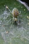 Nigma walckenaeri