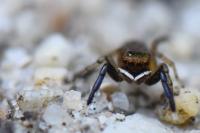 Euophrys frontalis