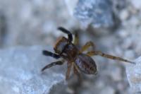 Euophrys frontalis
