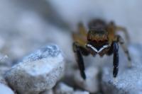 Euophrys frontalis