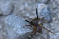 Euophrys frontalis