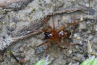 Euryopis flavomaculata