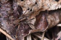 Alopecosa pulverulenta