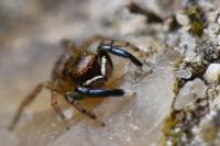 Euophrys frontalis