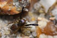 Euophrys frontalis