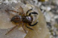 Euophrys frontalis