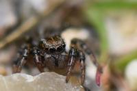 Phlegra fasciata