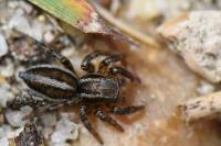 Phlegra fasciata