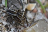 Phlegra fasciata