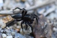 Phlegra fasciata