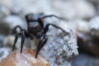 Phlegra fasciata