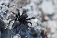 Phlegra fasciata