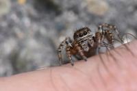 Phlegra fasciata