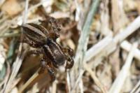 Phlegra fasciata