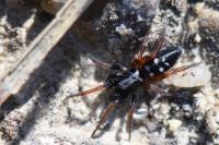 Phaeocedus braccatus