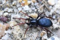 Trachyzelotes pedestris