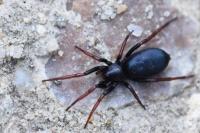 Trachyzelotes pedestris