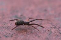 Episinus truncatus