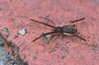 Episinus truncatus