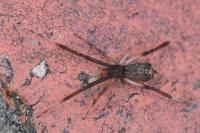 Episinus truncatus