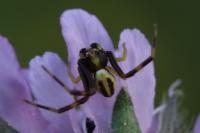 Misumena vatia