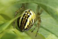 Mangora acalypha