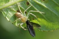 Philodromus