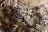 Agalenatea redii