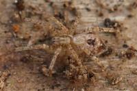 Anyphaena accentuata