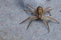 Philodromus dispar