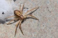 Philodromus dispar