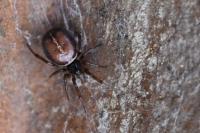 Steatoda bipunctata