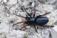 Trachyzelotes pedestris