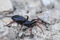 Trachyzelotes pedestris