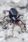Trachyzelotes pedestris