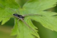 Philodromus dispar