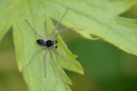 Philodromus dispar