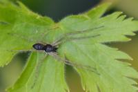 Philodromus dispar