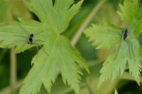 Philodromus dispar