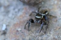 Evarcha falcata