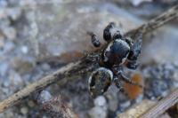 Evarcha falcata