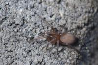 Cicurina cicur