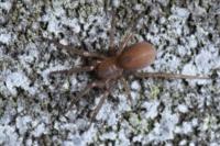 Cicurina cicur