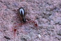 Neobisium