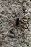Philodromus dispar