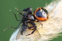 Synema globosum