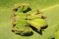 Micrommata ligurina