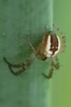 Mangora acalypha
