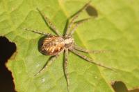 Philodromus